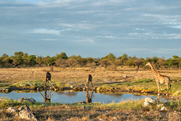 Giraffe hanging around at a waterhole in the very dry and desolate Etosha National Park in Namibia