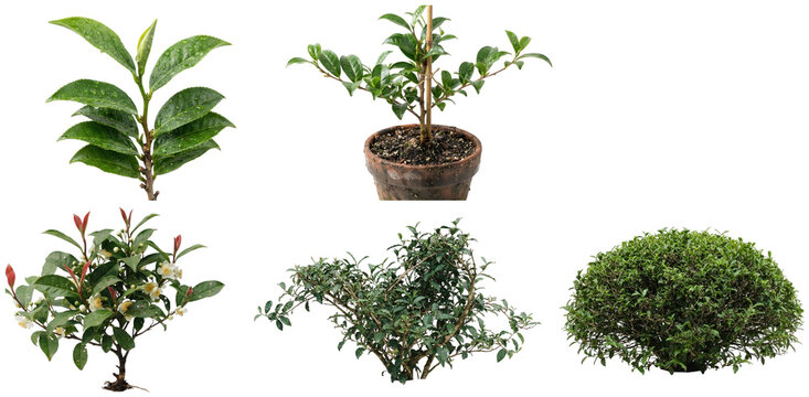 A collection of tea bush specimens showing different growth stages, pruning forms, flowering branches, and nursery plants.