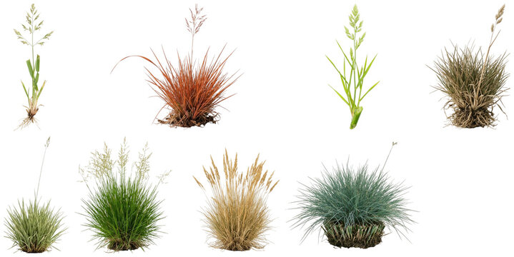 A collection of fescue grass clumps, seedlings, and seed heads in different colors and growth stages.