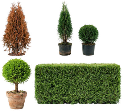 A collection of arborvitae specimens showing varied evergreen forms, colors, and uses for landscaping and nursery display.