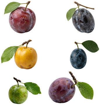A collection of assorted plum varieties with stems and leaves, shown as fresh studio-style fruit cutouts on white.