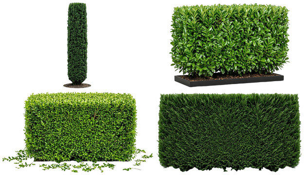 A collection of trimmed garden hedges and topiary forms in varied shapes and plant types.