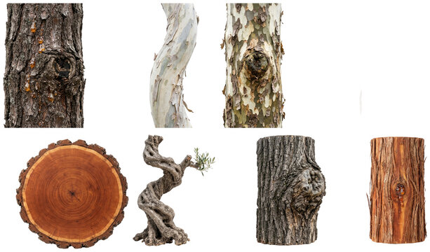 A collection of assorted tree trunk sections and bark textures from different species, shown as clean isolated botanical specimens.