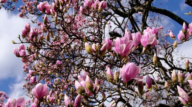 Beautiful pink magnolia trees bloom under blue cloudy sky in Zagreb. Historic architecture and King Tomislav monument appear through spring flowers near central railway station.