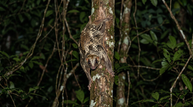 Sunda Flying Lemur (Galeopterus variegatus) or Colugo nocturnal clinging to tree in jungle rainforest canopy at night in Bako national park, Borneo, Malaysia
