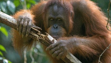 Close up of a Sumatran Orangutans (pongo pygmaeus) break an old tree branches to find insects and eat, Sumatra, Indonesia.  © pinan