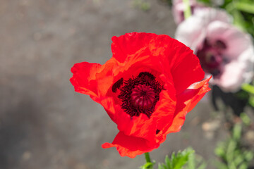Obraz premium Bright red poppy flower blooms in a garden during the day in spring