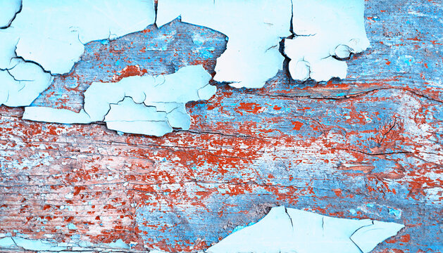 Light blue paint chipping off red wooden plank, texture background. Close up of cracked light blue paint flaking to reveal weathered red timber underneath