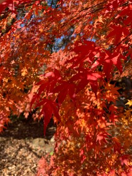 red maple leaves