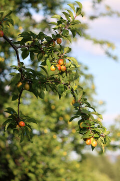 ripe plum on a tree in a summer garden against a blue sky. A beautiful natural background. Close-up of juicy yellow plums. August. New harvest. Organic produce. Plum tree. Vitamins. Food. Cherry plum.