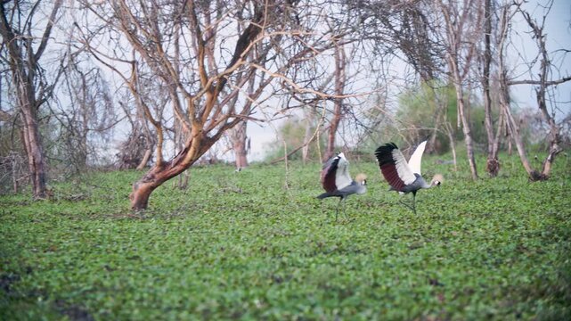 Two elegant African Grey Crowned Cranes gracefully dance in the verdant expanse of Lake Nakuru, Kenya.
