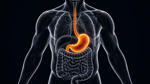 3D Illustration of Inflamed Glowing Stomach and Upper Digestive Tract on Dark Background, Stomach Ache and Gastric Pathology Concept
