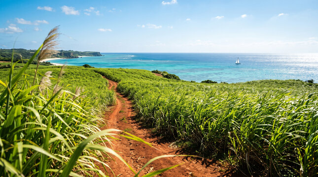 Dirt path through green sugarcane field with turquoise ocean in background