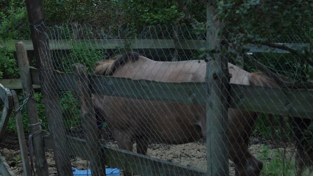 A horse stands inside a pen behind wooden and mesh fencing in a rural setting. It slowly moves around the enclosed area against a backdrop of green trees and bushes