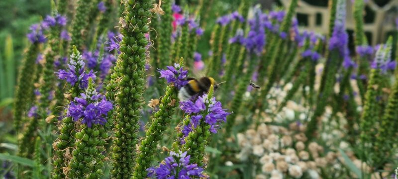 Two Bees Flying Near Purple Flower Spikes
