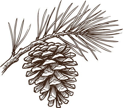 Brown etched pine cone with needles, rustic forest tree illustration