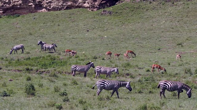A dazzling daytime spectacle of wild zebras and nimble antelopes peacefully grazing on the vibrant green hills of Lake Nakuru National Park in Kenya, Africa. Nature's splendor unfolds.