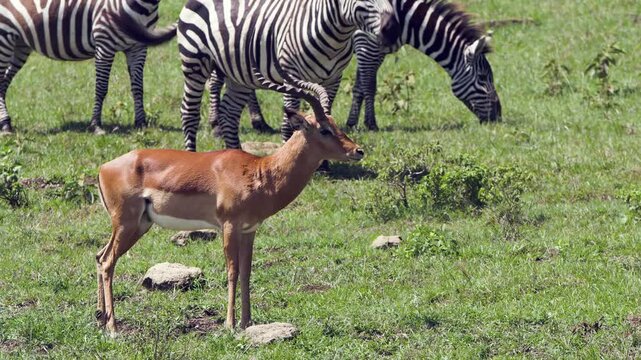 An impala observes its surroundings while zebras peacefully graze on the vibrant green plains of Lake Nakuru National Park in Kenya, Africa, bathed in warm sunlight.