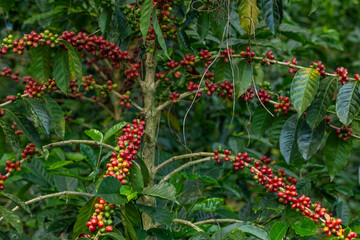 Fototapeta premium Coffee berries ripening on branches of a Geisha coffee plant in a Boquete, Chiriqui, Panama plantation, showing sustainable agriculture and bean harvesting - stock photo