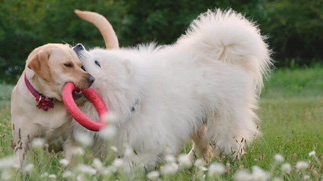 Playful Yellow Labrador and White Samoyed Fighting Over Red Puller Toy in Grass Outdoors