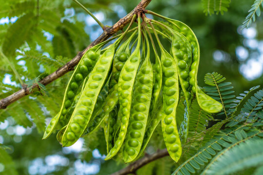 Fresh green petai pods growing on a tropical tree branch