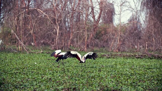 Witness the majestic African Grey Crowned Crane unfolding its splendid wings in an elegant dance across the verdant wetlands of Lake Nakuru, Kenya.