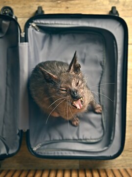 Funny Lykoi cat sitting in a suitcase and grimacing. Seen direcvtly above. Vertical image. 