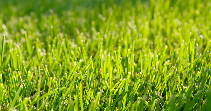 Green grass close-up with fresh sunlight, natural greenery background texture. Ideal concept used for making green flooring, lawn for training football pitch, Grass Golf Courses, green lawn pattern.