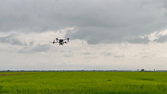 Smart farm with drone, Agriculture drone fly to sprayed fertilizer on the rice fields in the evening.
