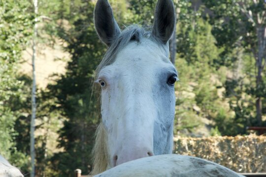 Un cheval de face avec deux yeux diff&eacute;rents 