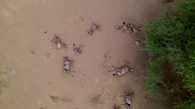 Aerial view of animals killed by drought in Africa, a consequence of climate change in Africa.