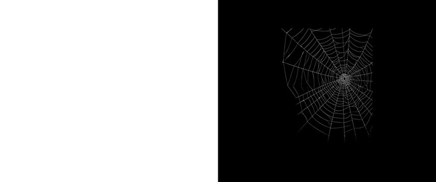 Spooky spider web illustration on black background, creepy cobweb graphic design, Halloween decorative element