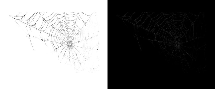 Spooky spider web on white and black background, creepy cobweb design elements, Halloween graphic assets for overlay