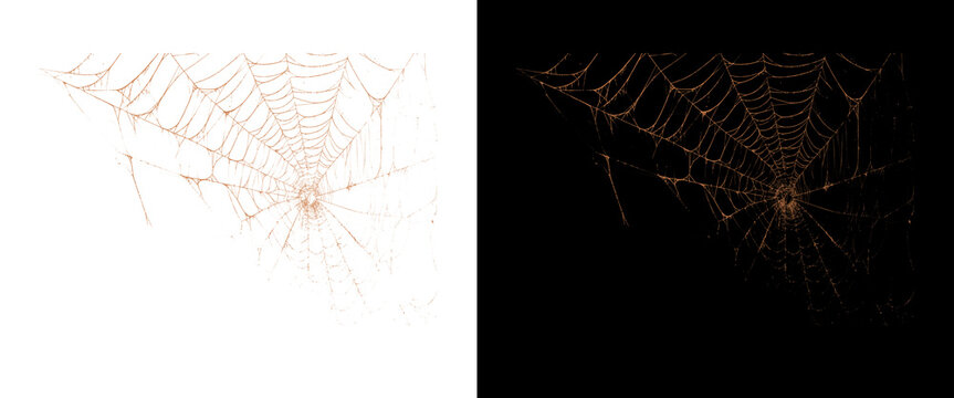 Spooky spider web overlay set, creepy cobweb design elements on white and black backgrounds, Halloween graphic assets