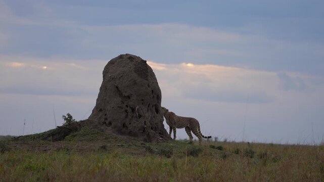 African Cheetah Climbing a Termite Mound in Maasai Mara National Reserve Kenya