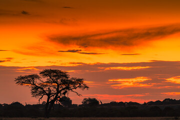 Silhouetted Acacia Tree at Sunset in African Wilderness © Johannes