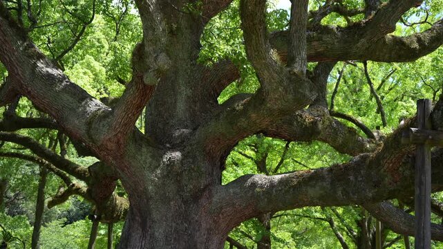 The camphor tree in Tokushima Castle Park in summer