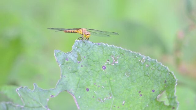 Female Common darter on the lookout on a leaf of Indian rhubarb and taking off in summer. Sympetrum striolatum, Darmera peltata, Indre-et-Loire 37, r&eacute;gion Centre Val de Loire, France, Europe
