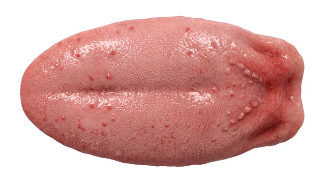 Human tongue anatomy featuring detailed surface texture with visible papillae and healthy pink coloration captured in a professional high resolution clinical 3d render for medical education and scient