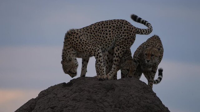 Three African Cheetahs Stretching on a Termite Mound at Sunset in Maasai Mara National Reserve Kenya