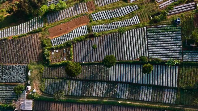 Aerial view of Cihideung agricultural fields with terraced plots and rows of crops covered in plastic sheeting in Parongpong, West Java, Indonesia.