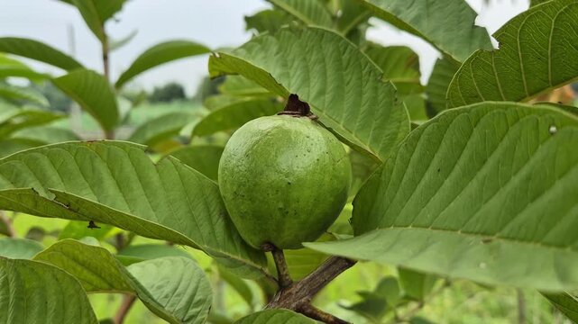 ​Close Up Of Young Small Green Guava Fruit Growing On Tree Branch In Orchard
