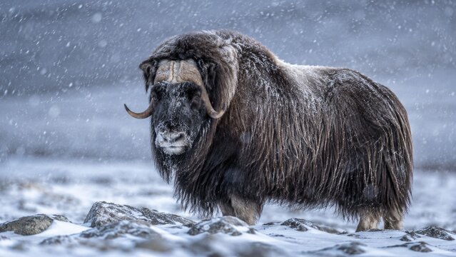 Muskox standing on snowy rocky tundra during a blizzard, thick long fur and curved horns visible