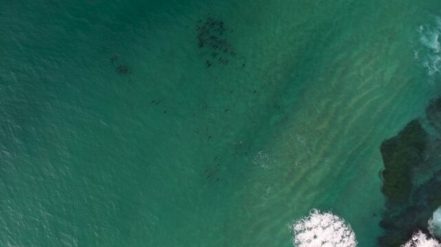 Aerial view of a large school of fish swimming in the turquoise waters off the coast Bondi Beach, New South Wales, Australia.