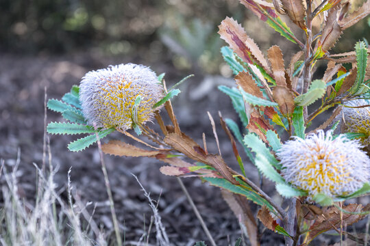 Banksia Flowers and Serrated Leaves in Australian Native Bushland