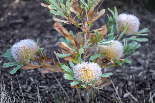 Flowering Banksia Shrub with Creamy Native Australian Blooms