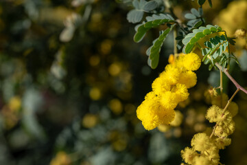 Fototapeta premium Yellow Wattle Flowers Hanging from Acacia Branch in Australia