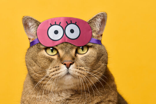 An adult gray cat with greenish eyes and a pink sleeping mask on his forehead on a yellow background.