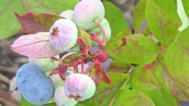 Picking blueberries in a garden during summer while observing the growth stages of the berries