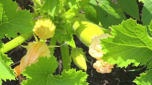 Growing squash in a home garden with flowers and new fruit in early summer